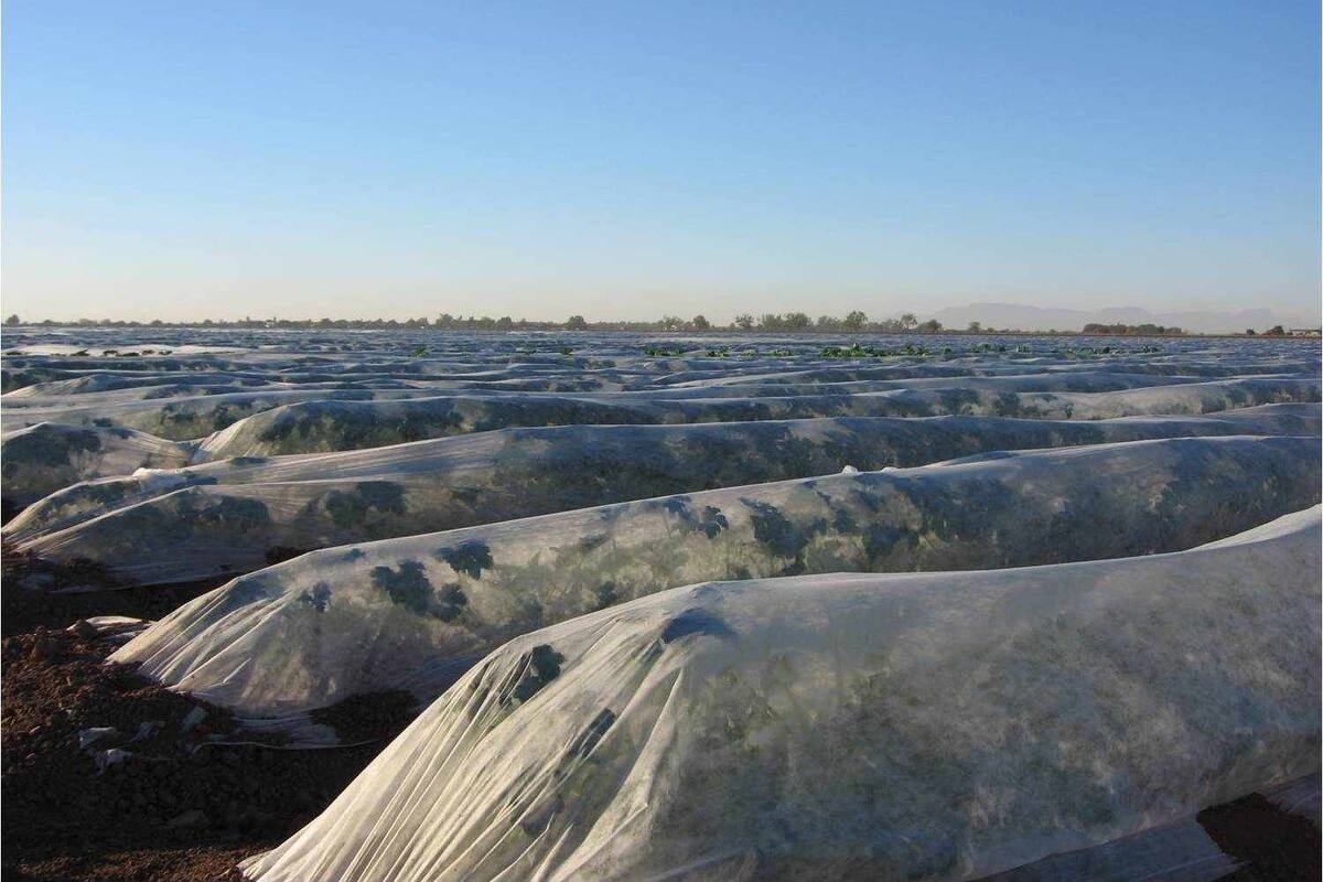 Productores toman precauciones para cuidar cultivos de las bajas temperaturas