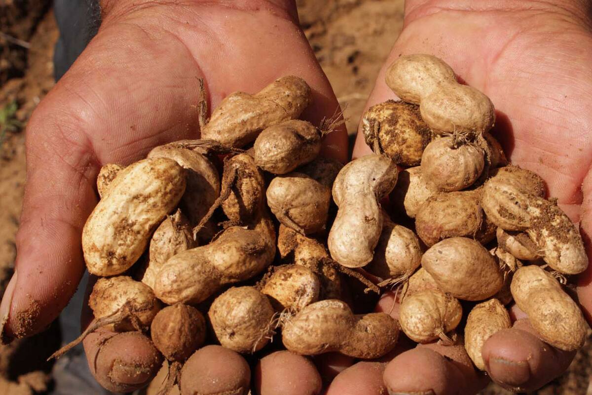 Cacahuate, esperanza para combatir el cáncer