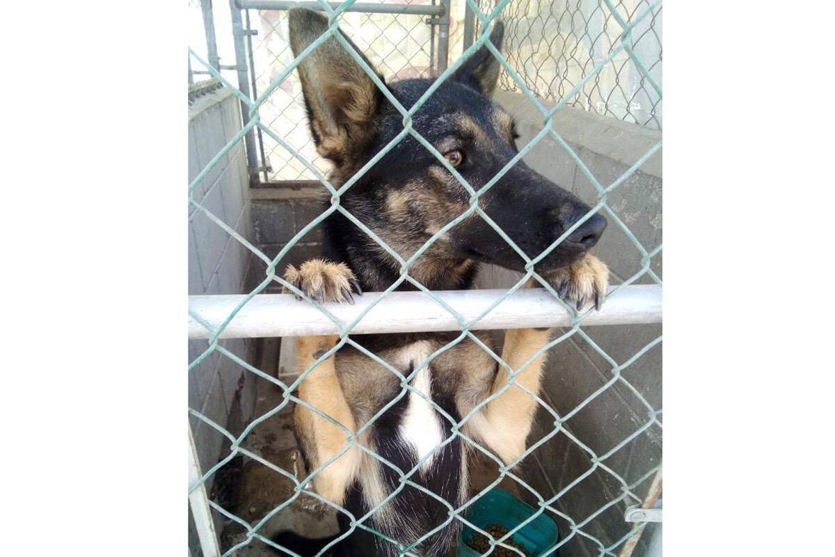 Animalistas de Rosarito piden se dé educación de mascotas en escuelas