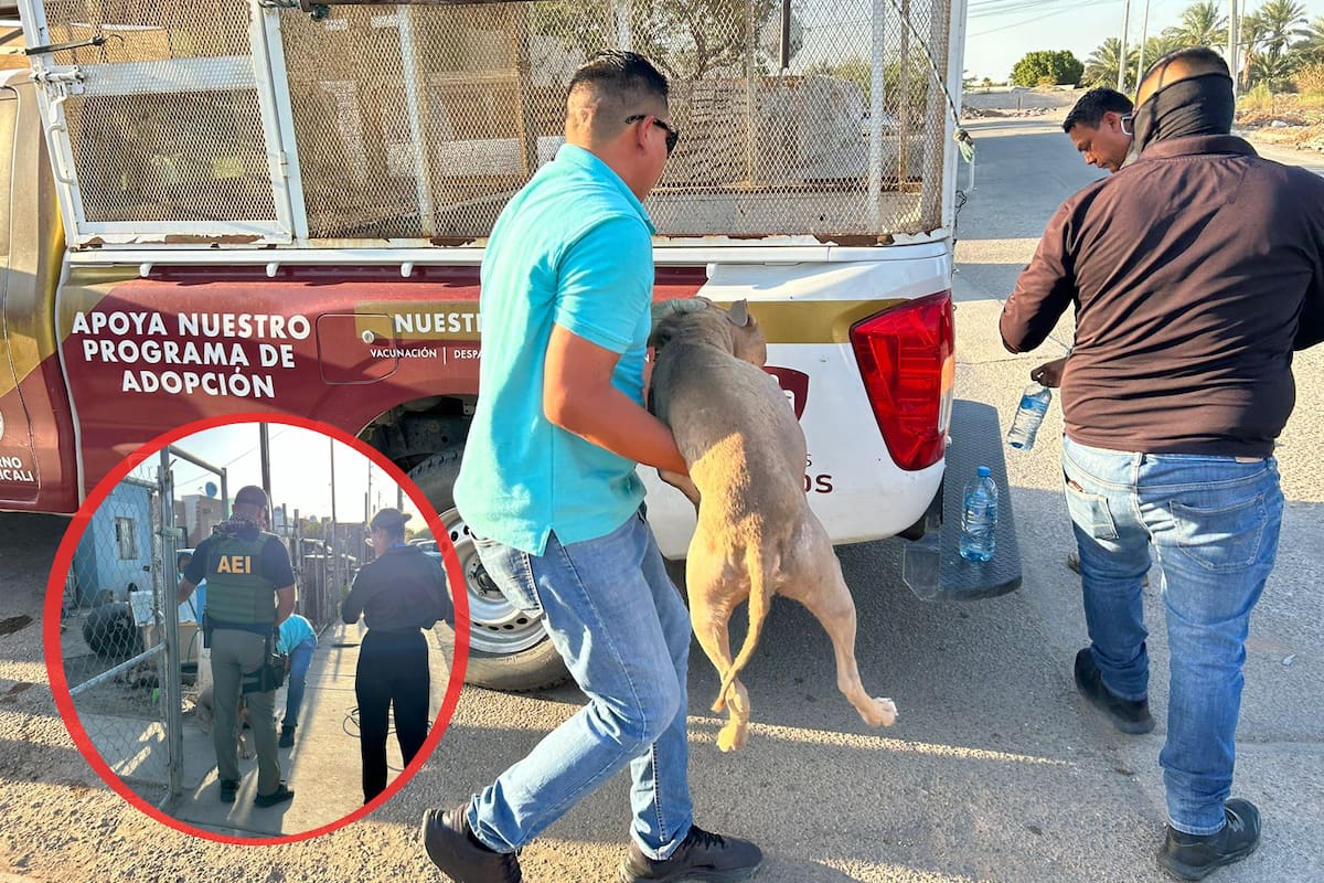 Catean domicilio tras caso de maltrato animal