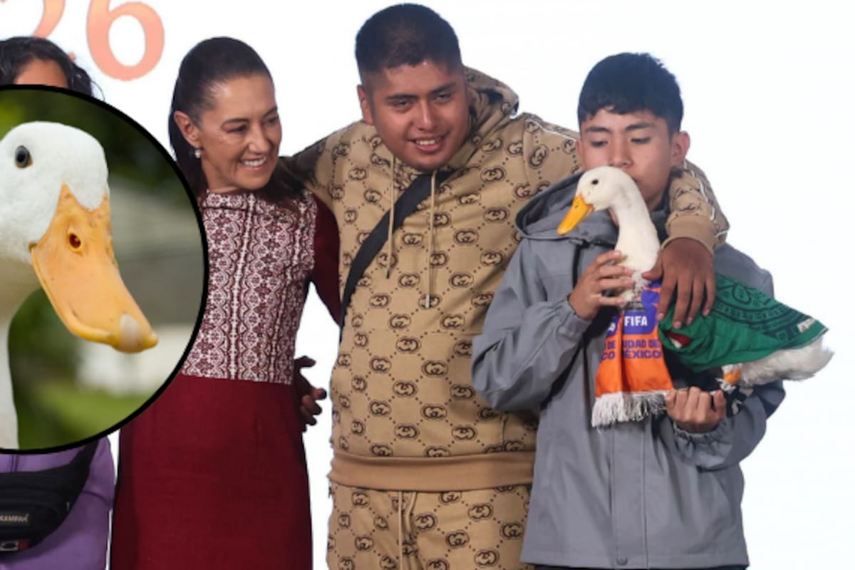 ¿Quieres adoptar un pato como Merlín? Estas son las enfermedades que puede transmitir y los cuidados que debes conocer