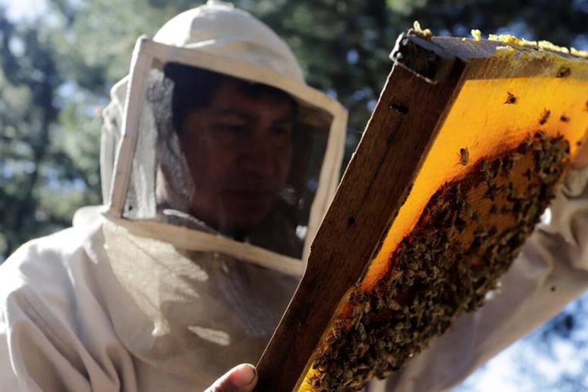 La miel gana peso como sustento económico en pueblos olvidados de México