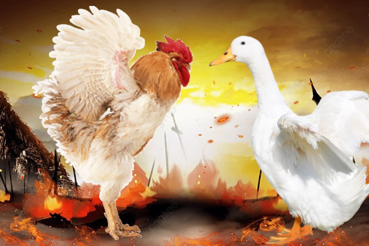 VIDEO: La divertida pelea entre un pato y un gallo