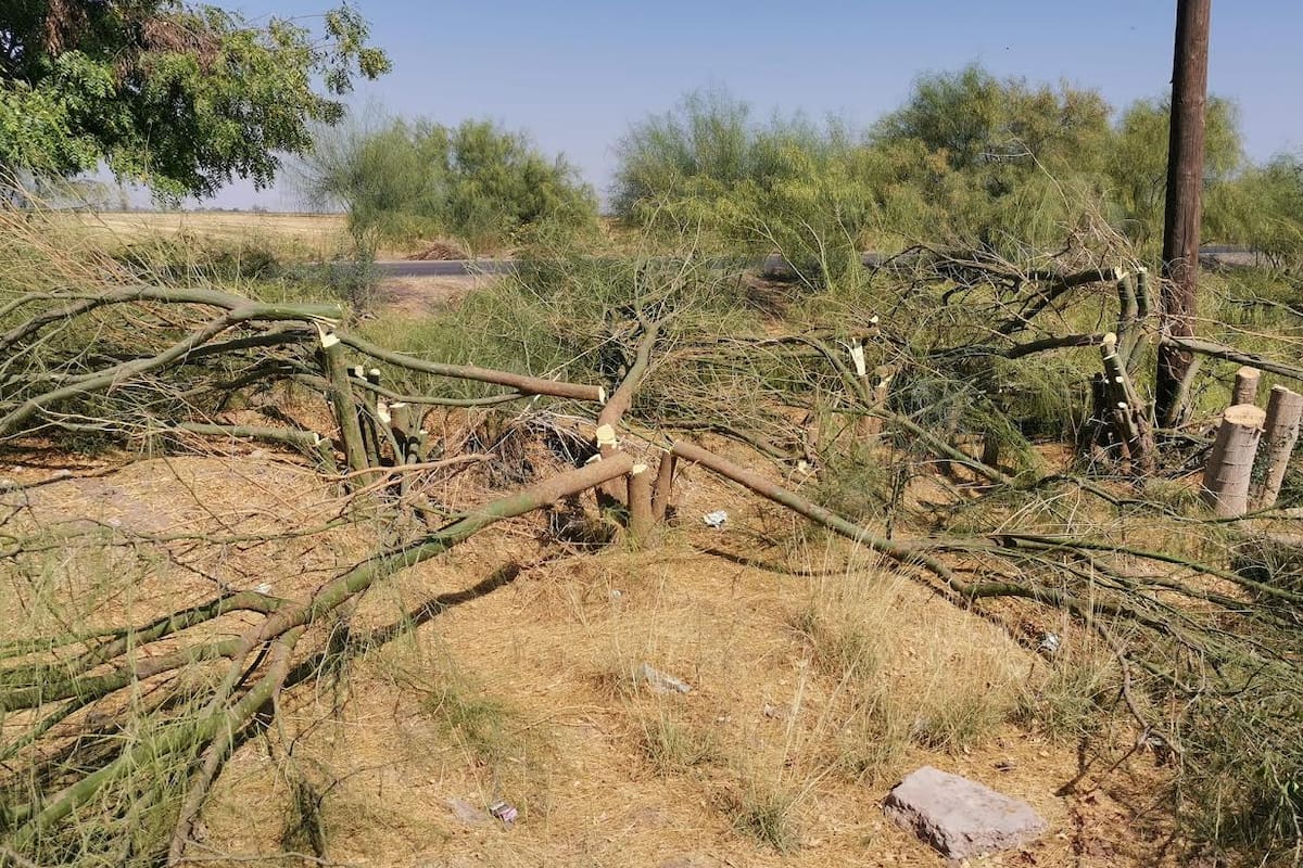 Exigen a CFE resarcir daño por tala excesiva de árboles en Parque de Cajeme