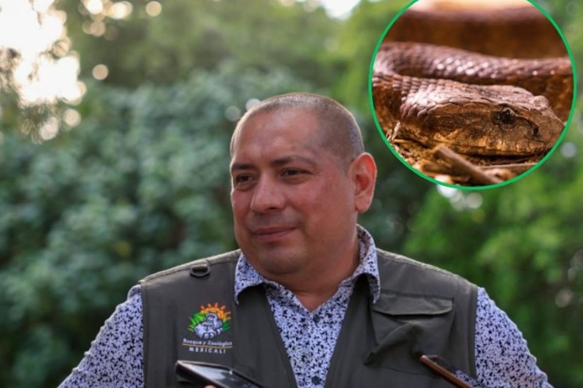 Durante la temporada de verano incrementan reportes y rescates de reptiles y fauna silvestre