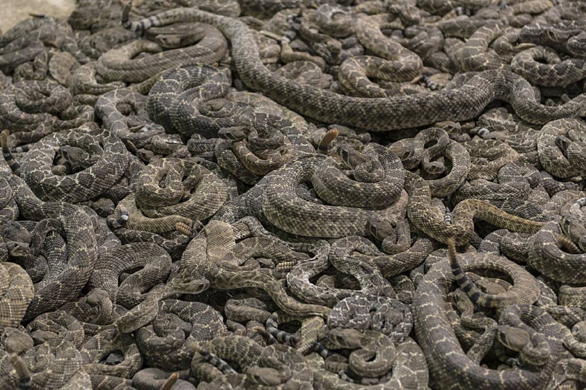 Cambio climático cambia comportamiento de serpiente de cascabel