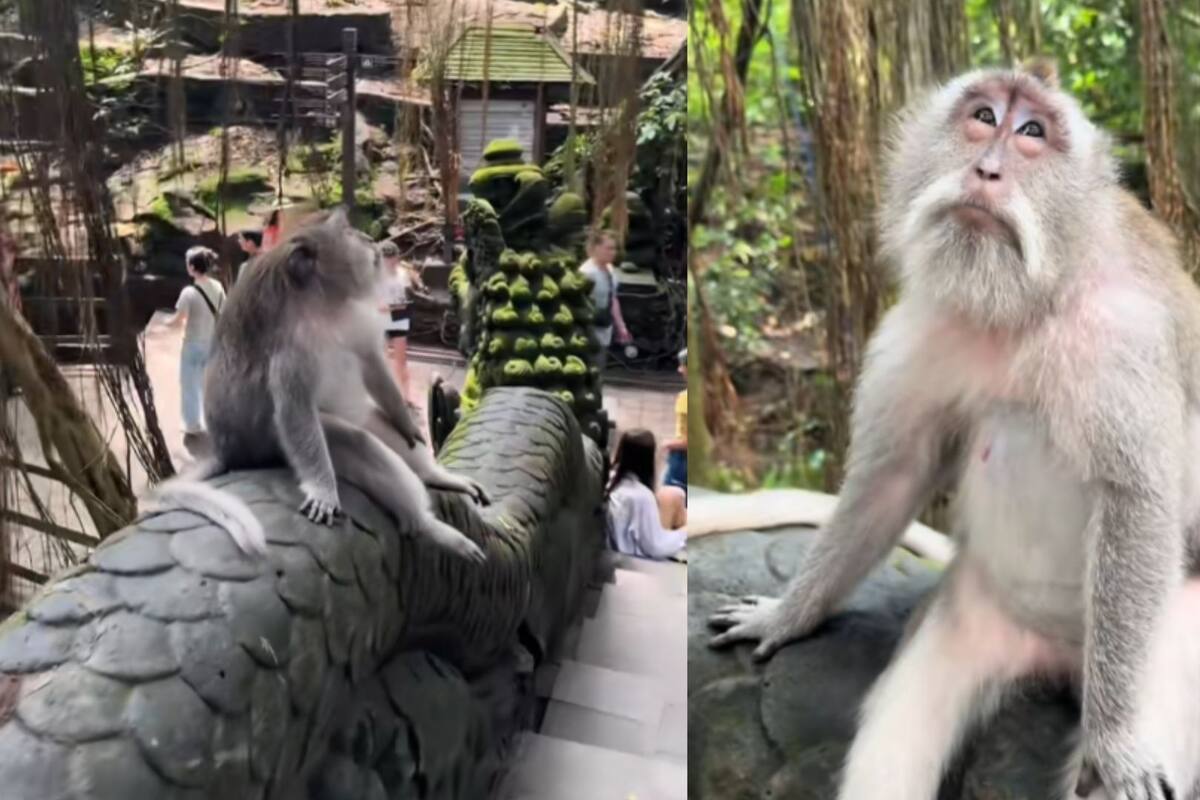 “¿En qué piensas?”: Se viraliza mono que está disociando en un parque de Indonesia