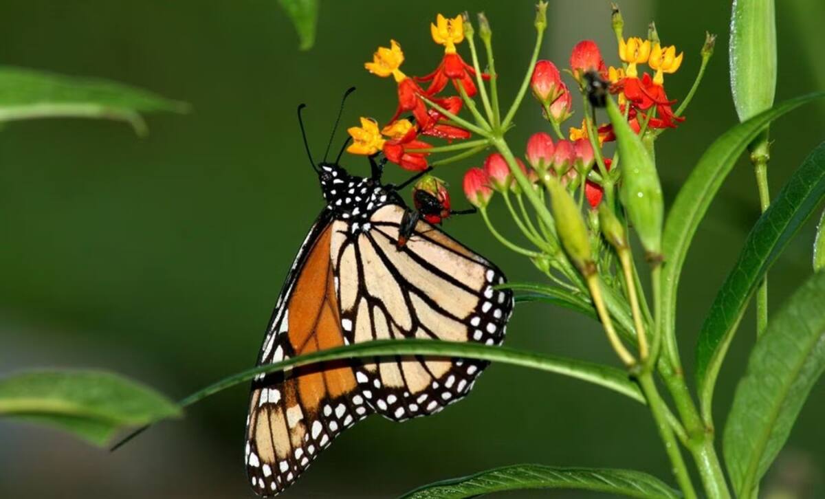 Mariposa monarca. // Foto: Especial/El Universal