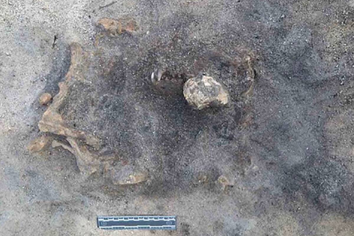 Descubren restos de un perro de más de 8 mil años de antigüedad enterrado junto a hombre de la edad de piedra