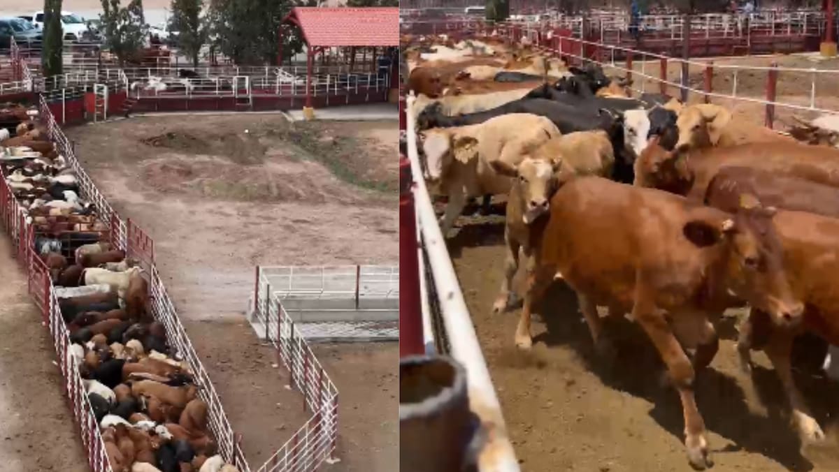 Imágenes de ganado en Agua Prieta. Foto: Captura de pantalla