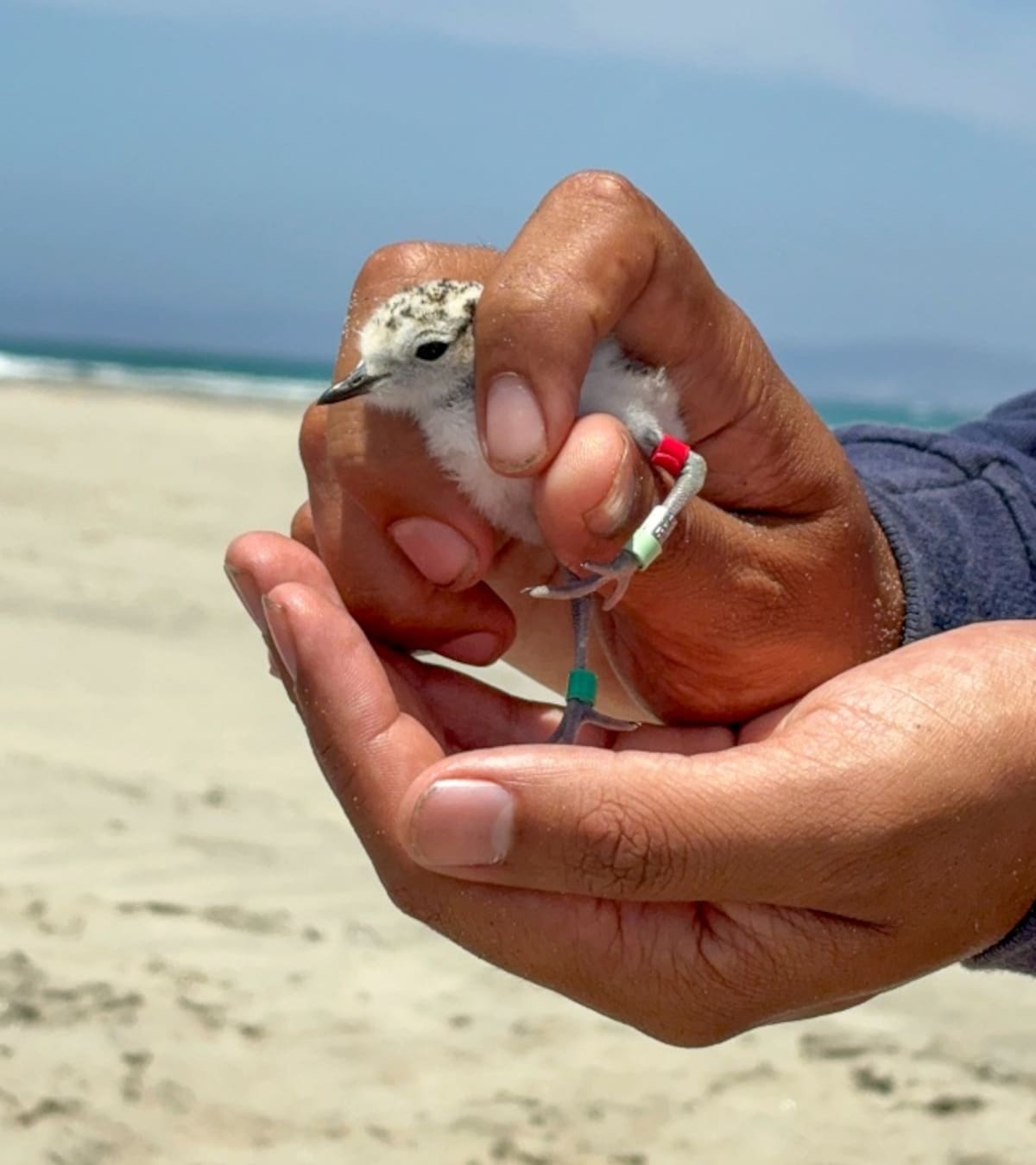 El chorlito nevado logró 30 nidos exitosos y 63 polluelos en las playas de Ensenada durante 2026, casi el doble que el año anterior. Foto. Cortesía