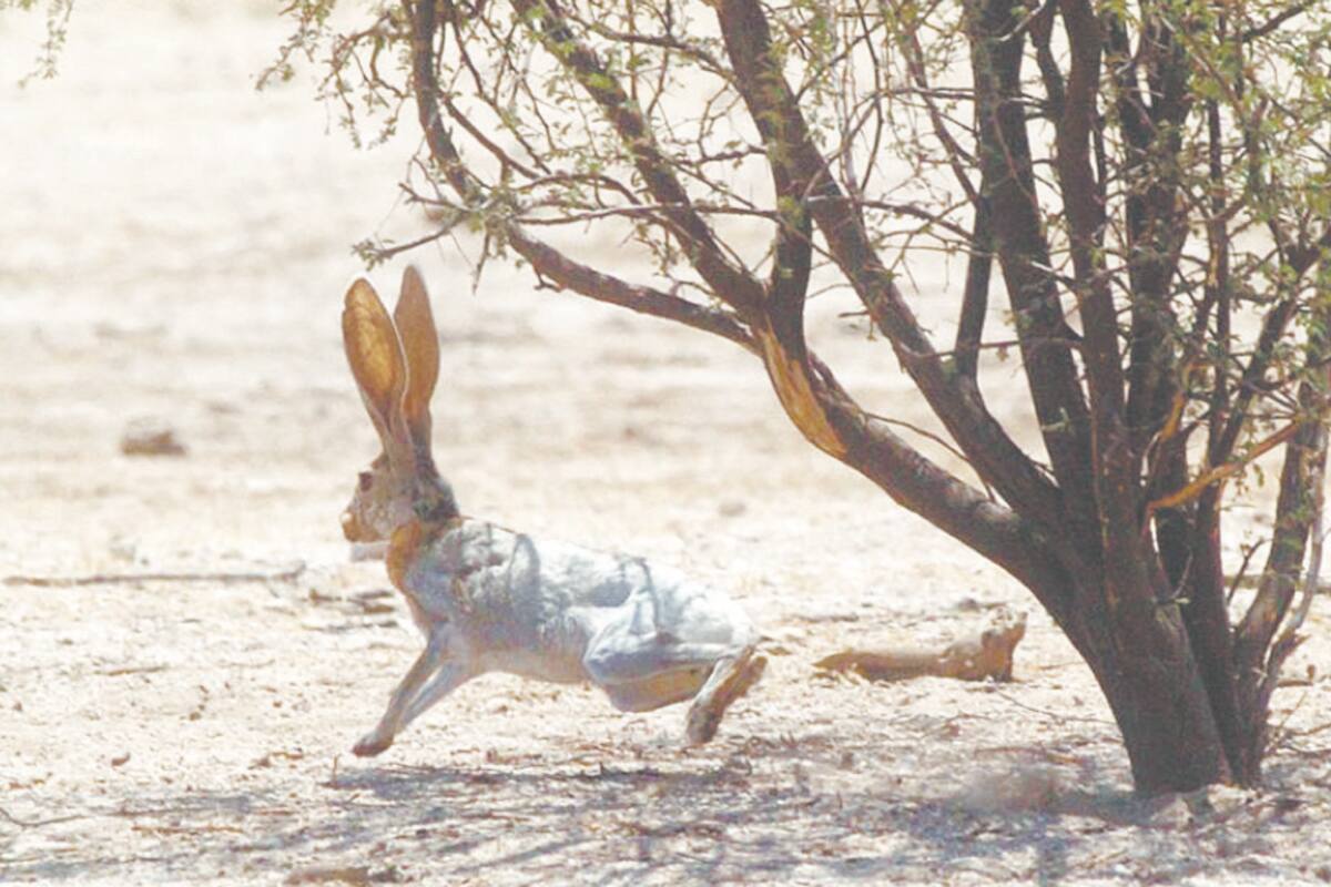 Alerta experto por enfermedad en los conejos