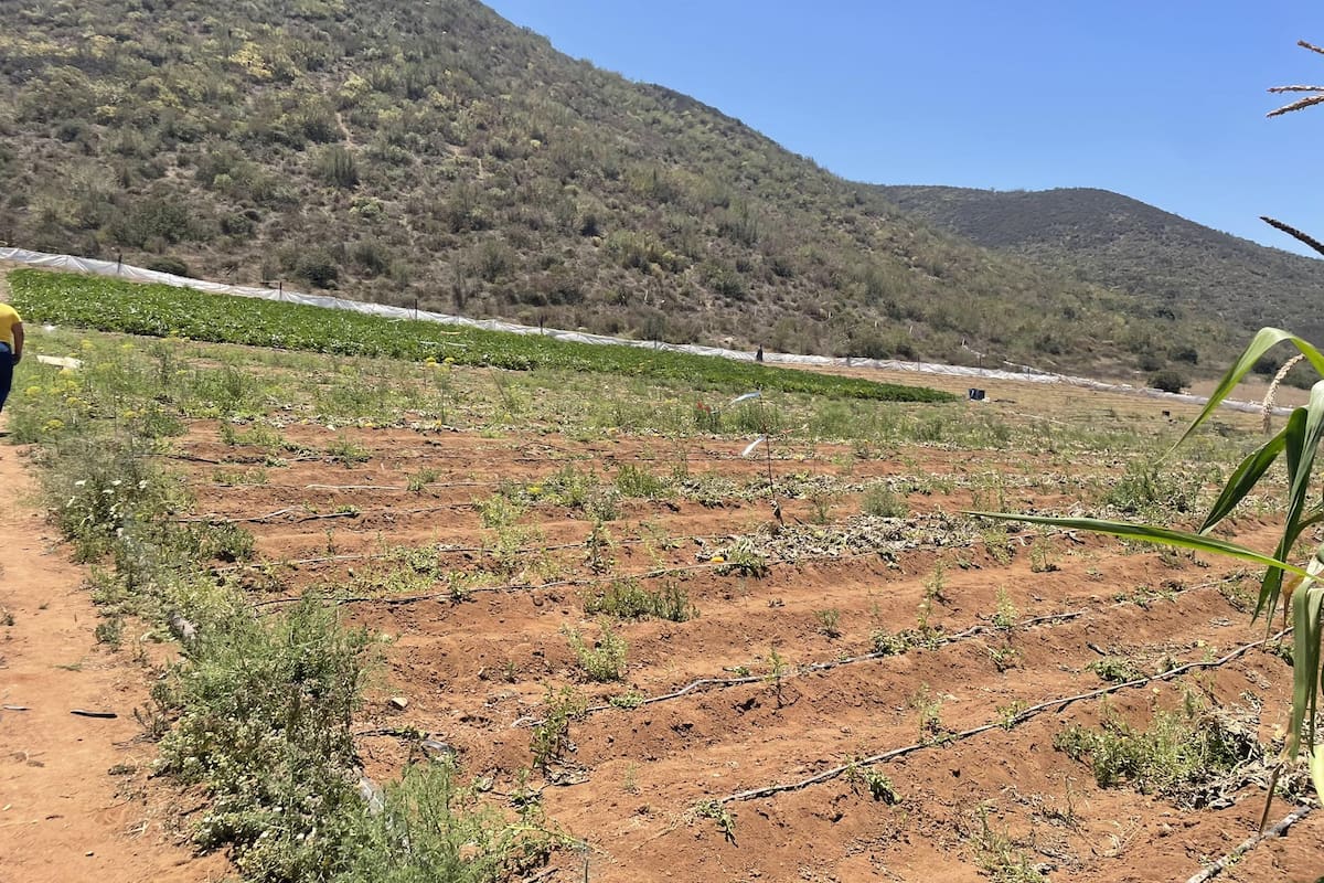 Aumenta venta irregular de ejidos