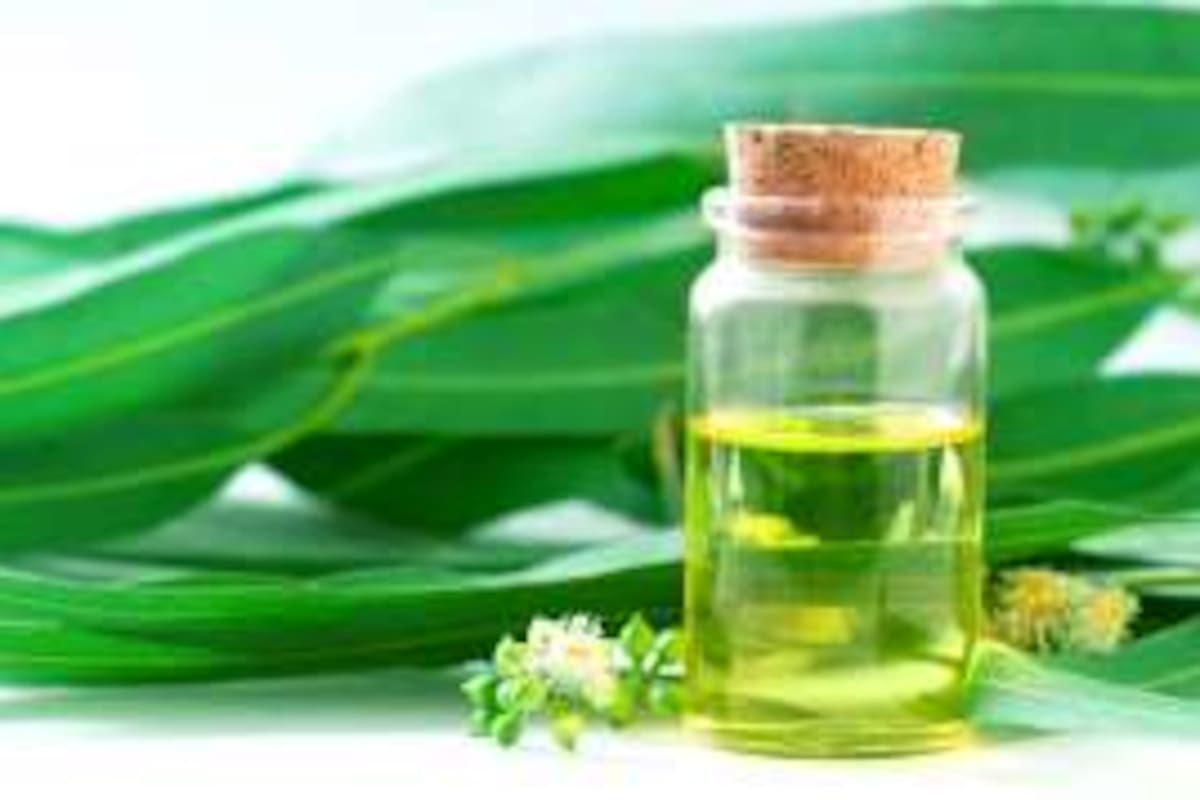 Los beneficios del eucalipto que harán maravillas con tu organismo