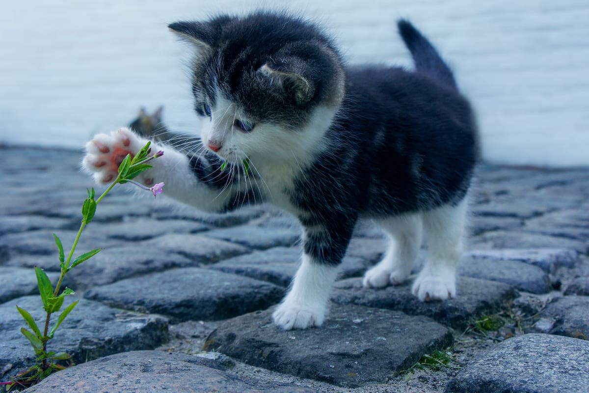 ¿Por qué los gatos comen plantas? Un nuevo estudio da pistas