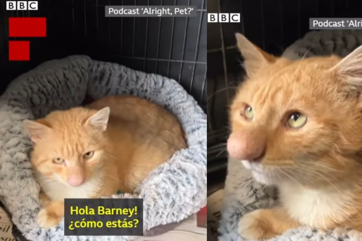 Conoce a Barney, el “Gato Pinocho”: se vuelve viral por su enorme nariz