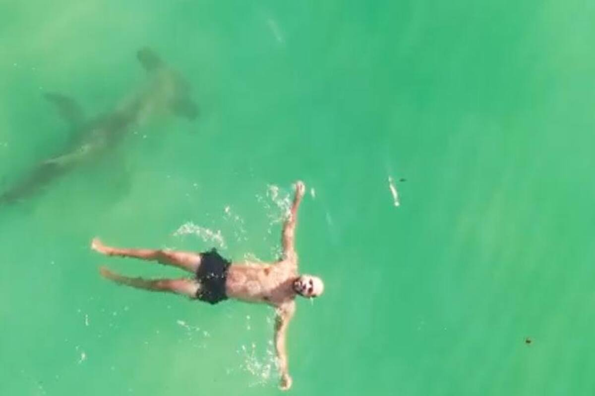 Tiburón martillo rodea a un nadador