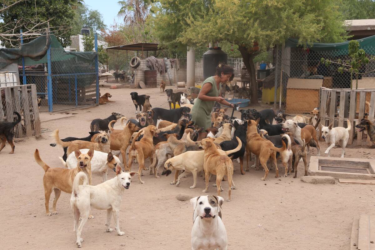 Carecen de alimento 189 perros en refugio del Molino de Camou