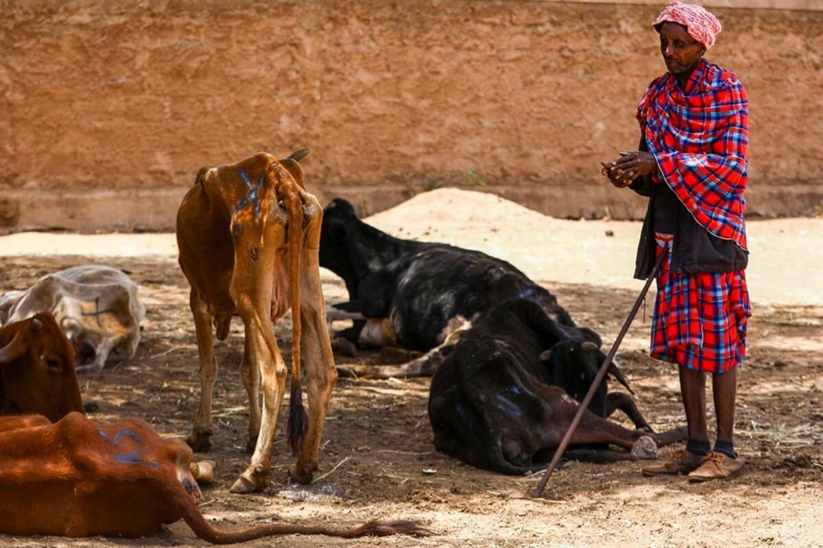 Sequía mata a más de mil animales salvajes, incluidos 205 elefantes en Kenia