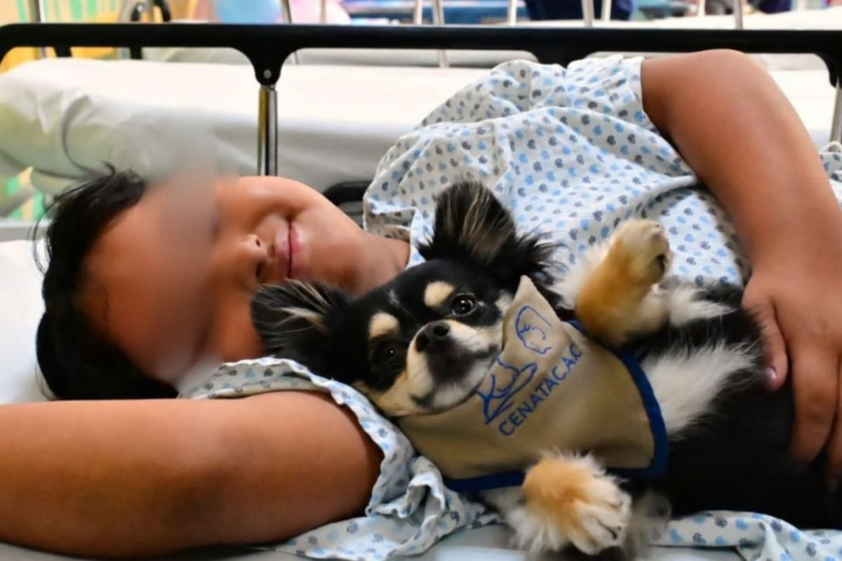 ¿Hospitales en México están admitiendo a perritos para dar terapias? Más de 2,700 pacientes infantiles han encontrado alivio gracias a esta medida