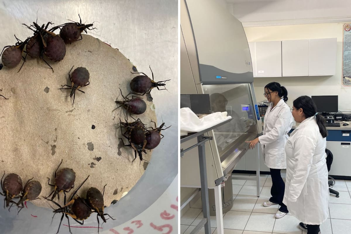 Investigan a la “chinche besucona” en Unison Caborca