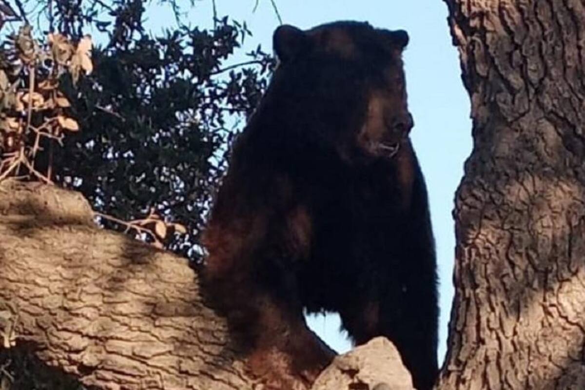 Rescatan a oso del cual alertaron en Agua Prieta