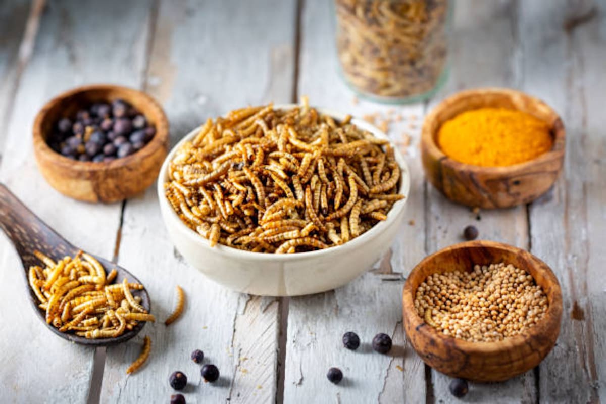 Polvo de gusanos: La Unión Europea impulsa el consumo de insectos con nuevo ingrediente aprobado