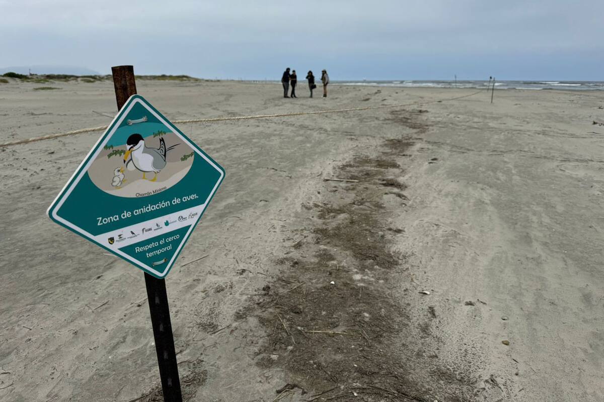 Autoridades monitorean zonas de anidación del charrán mínimo en Punta Banda