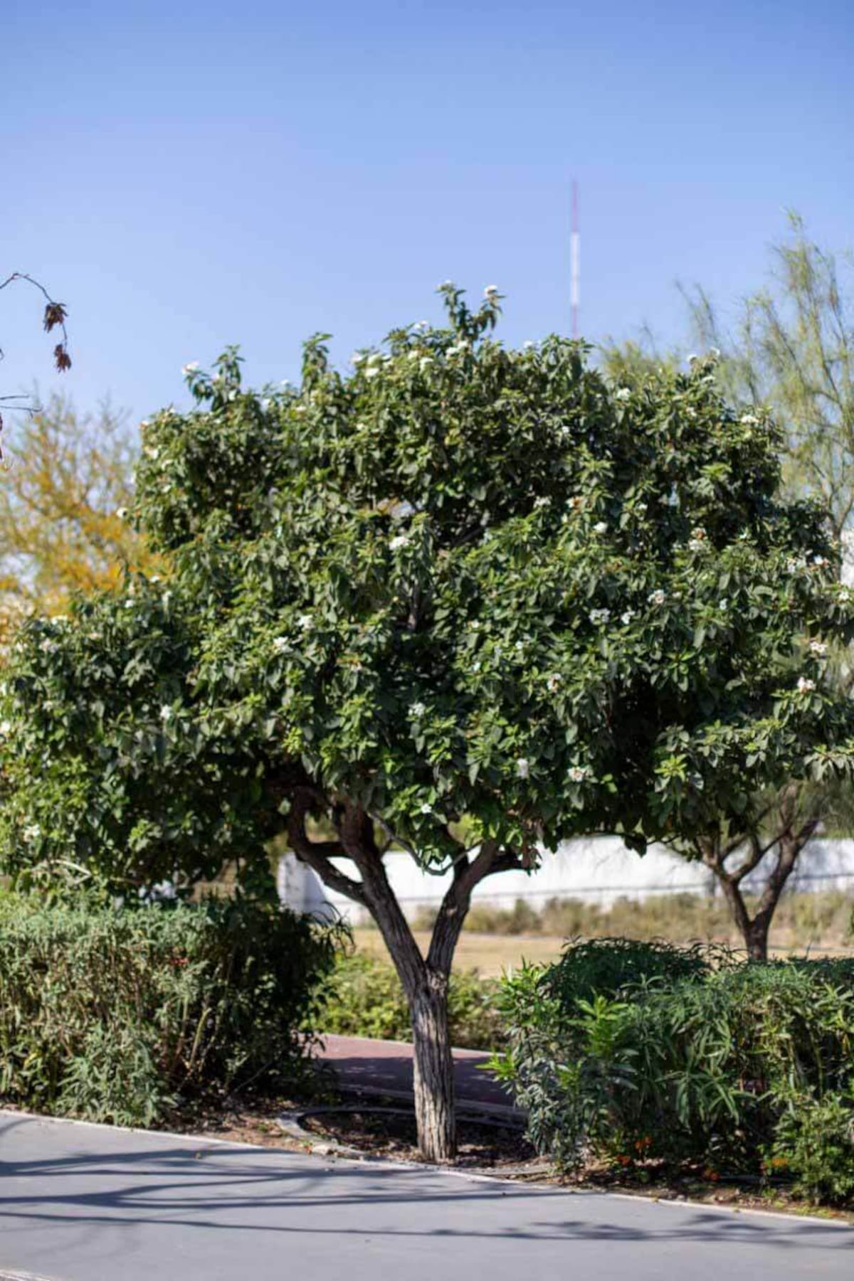 Anacahuita: ideal para banquetas pequeñas.