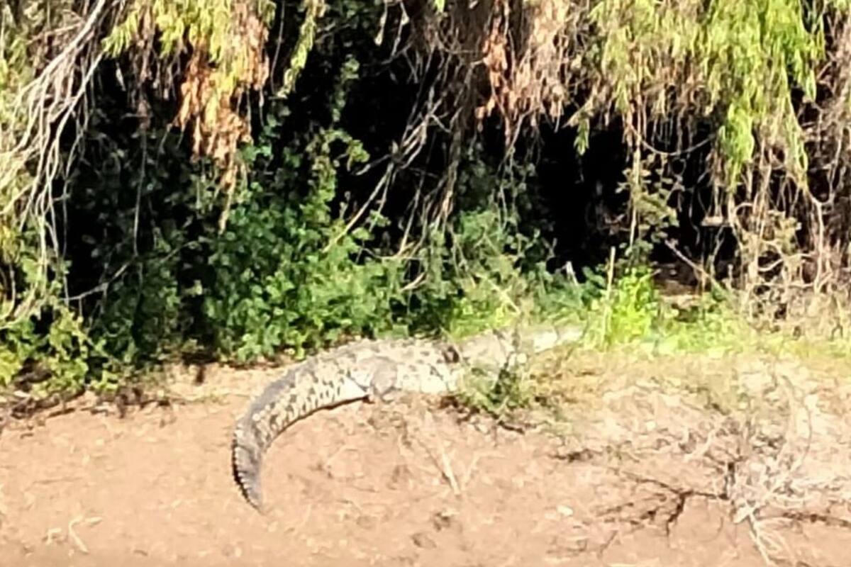 Alertan a mantener una precaución extrema por avistamiento de cocodrilo en el Río Sinaloa