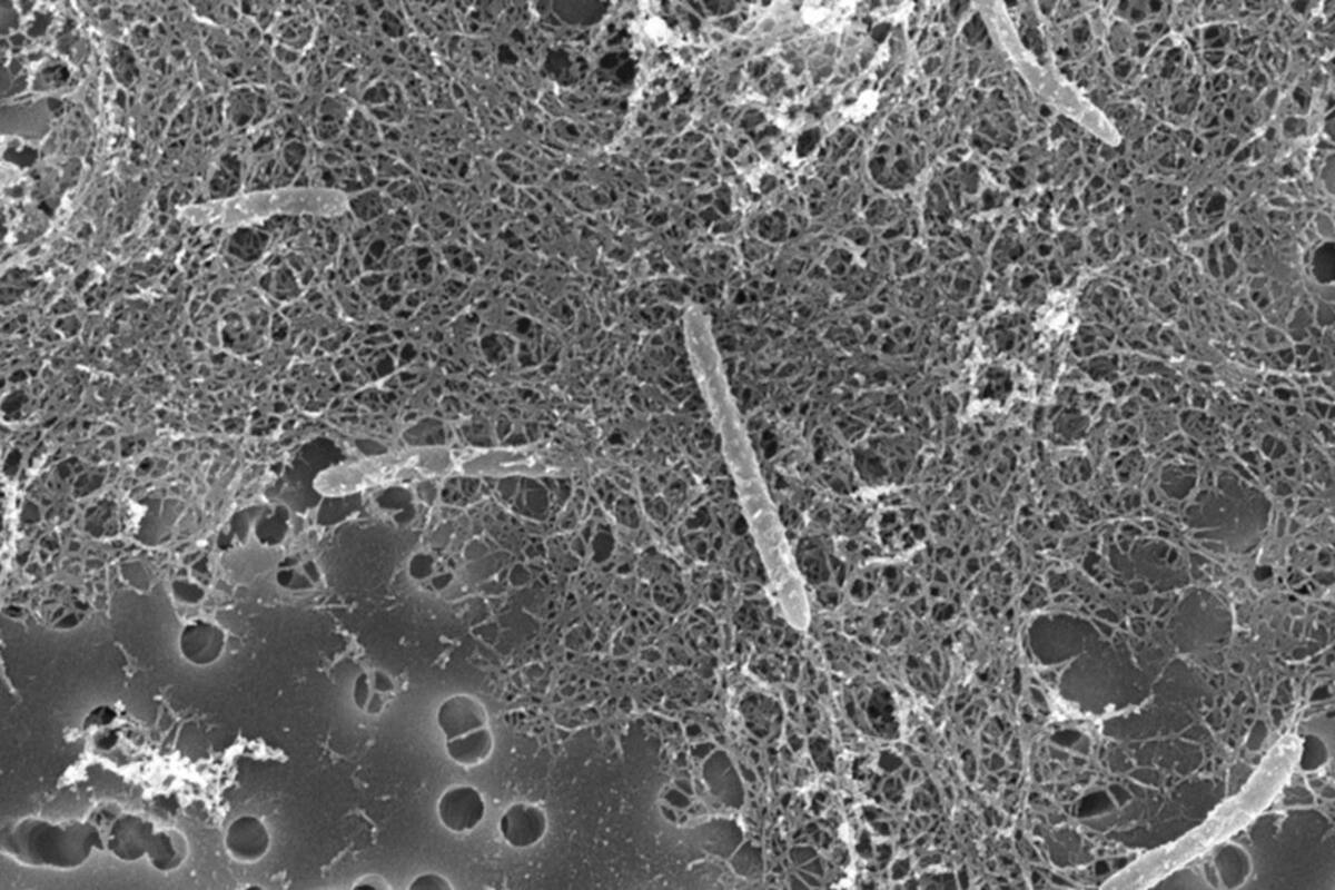Descubren en una mina microbios que se alimentan de desechos radioactivos