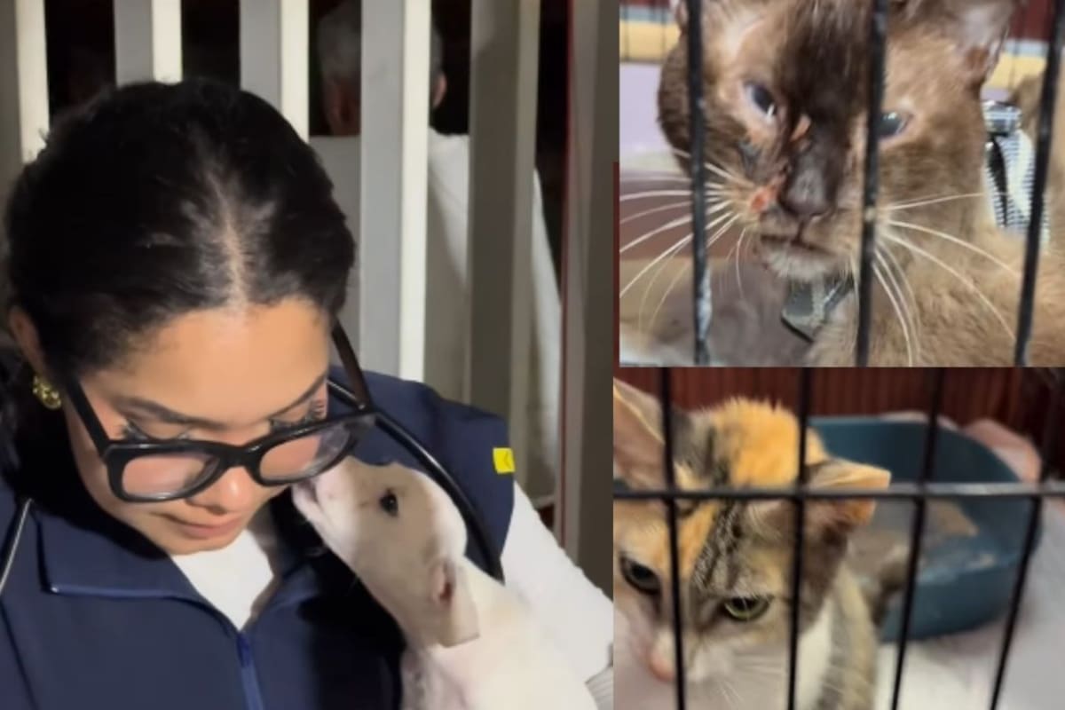 Casi 700 perros y gatos siguen esperando un hogar tras los terremotos de Venezuela