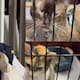 Buscan hogar a 700 mascotas en Venezuela tras terremotos