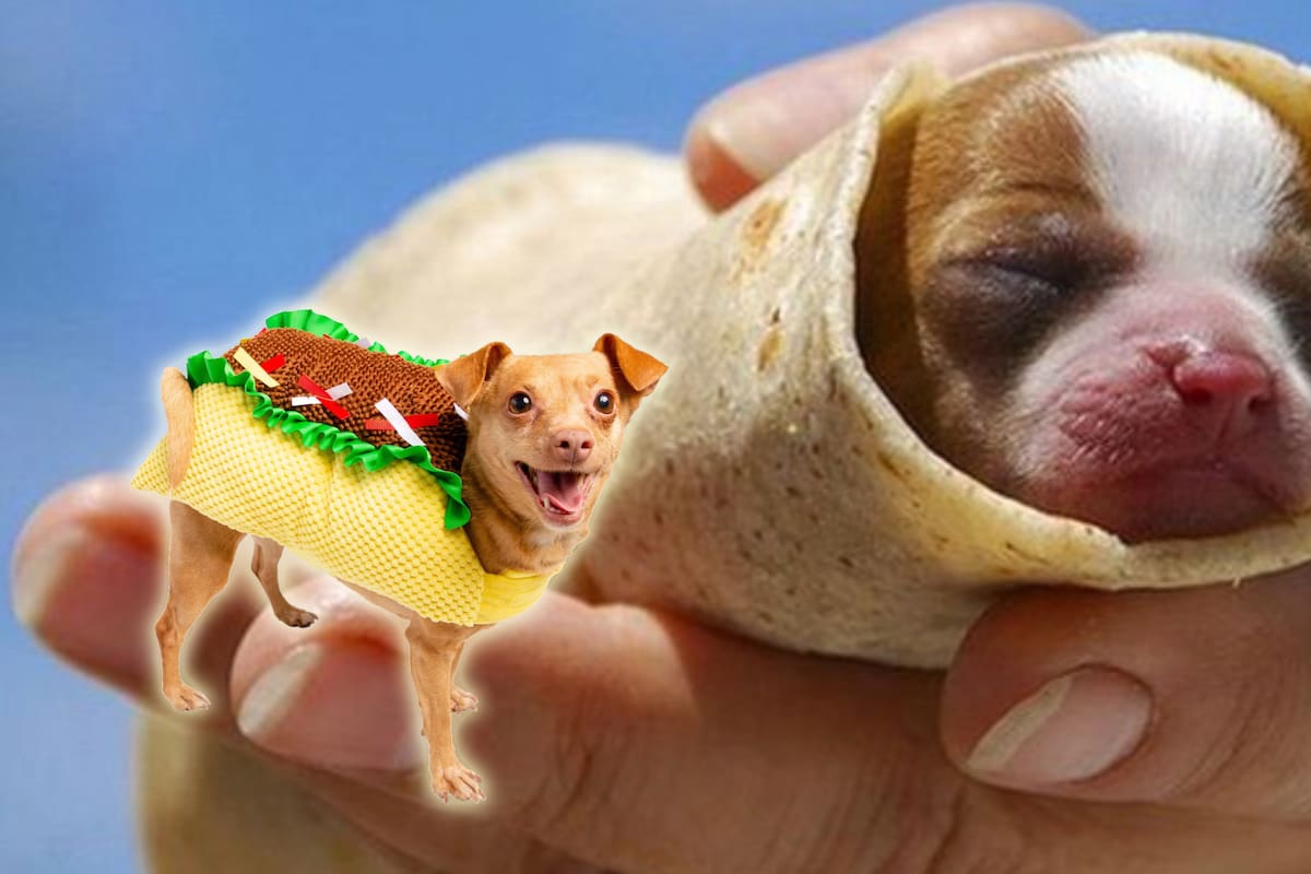 Con estas señales puedes saber si estás comiendo carne de perro