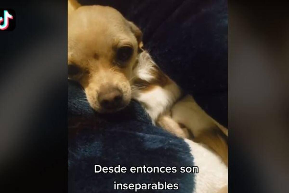 TIKTOK: Perrita chihuhua crea amistad con un cuy que adoptó su dueña