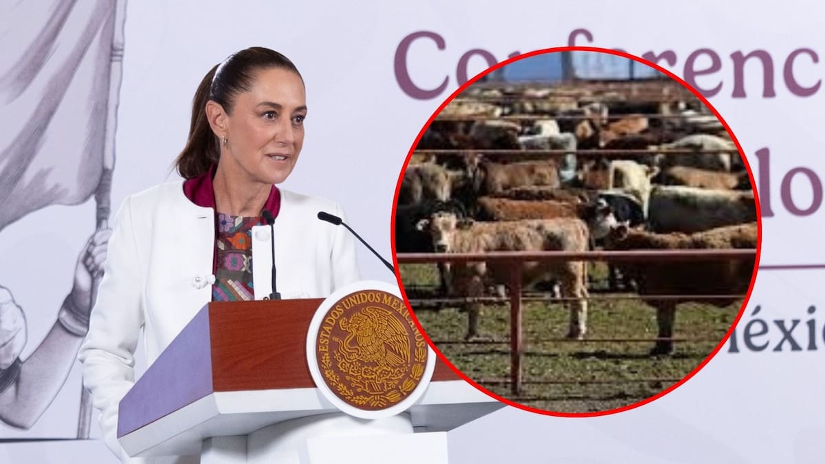 Tras aparición de nuevos casos de gusano barrenador, Sheinbaum informa que no hay nuevos acercamientos con EEUU