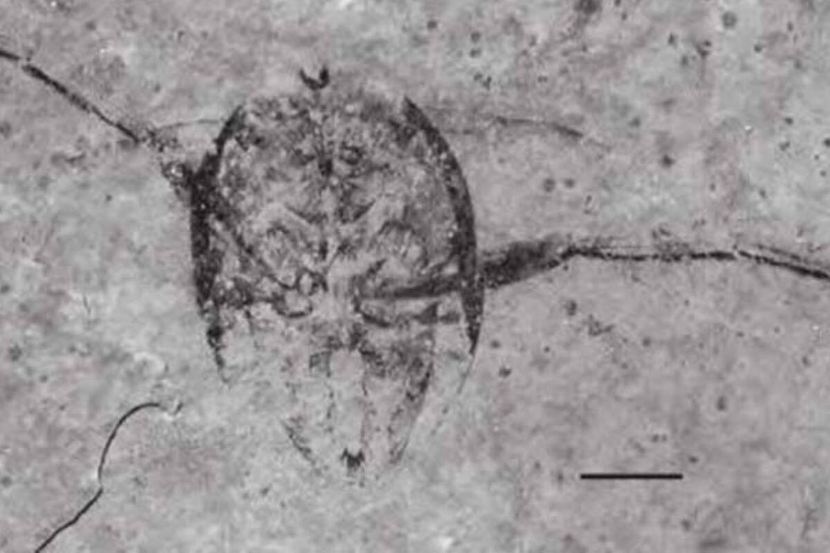 Descubren en Australia fósiles de insectos acuáticos de 16 millones de años