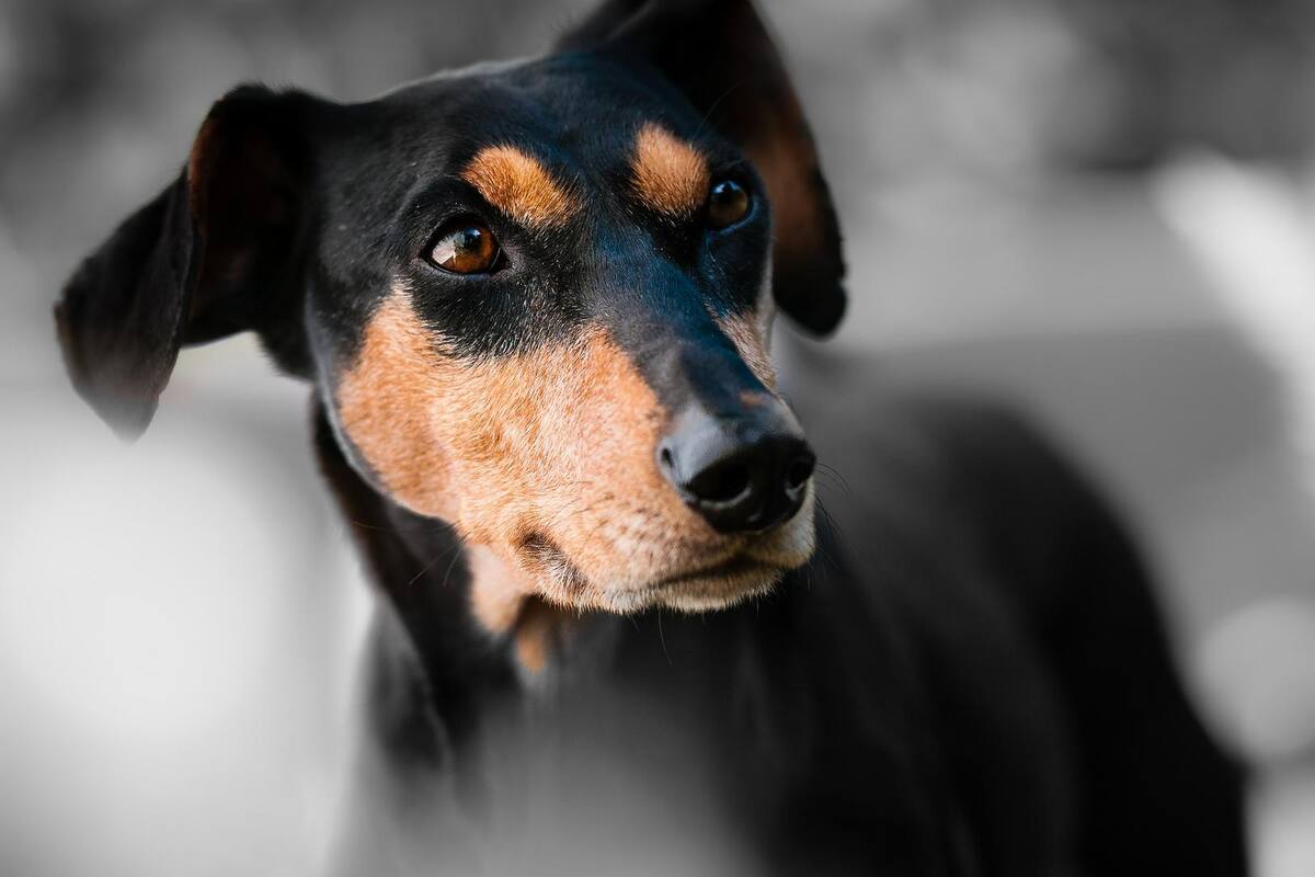 Indignan muertes de varios perritos en Campo 20 por envenenamiento