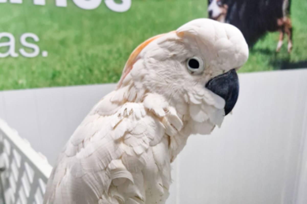 Profepa rescata cacatúa protegida mutilada en el Aeropuerto de Mérida