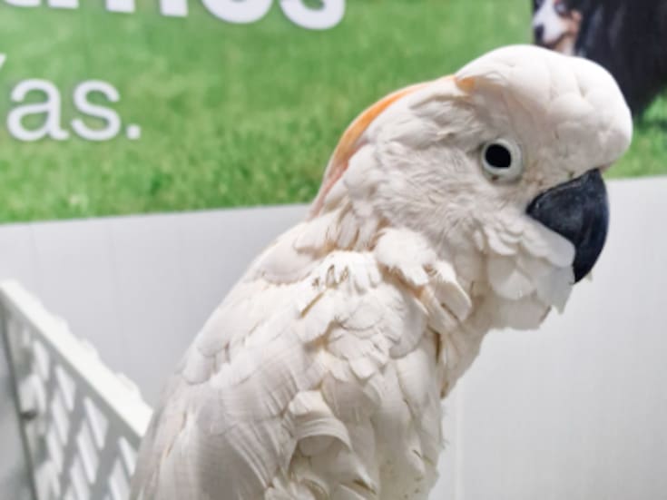 Profepa rescata cacatúa protegida mutilada en el Aeropuerto de Mérida