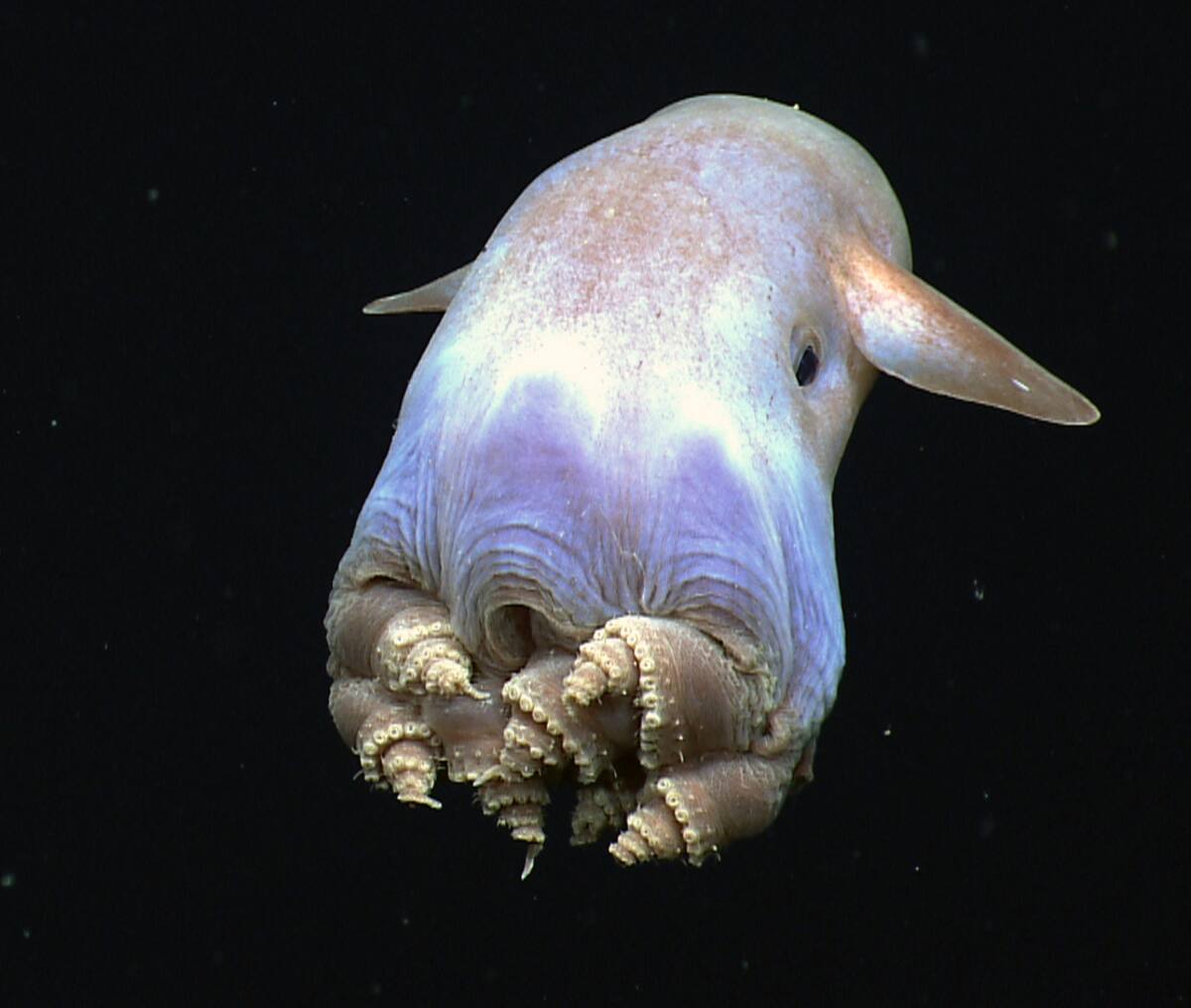 One of the highlights of the dive, a dumbo octopus uses his ear-like fins to slowly swim away – this coiled leg body posture has never been observed before in this species.