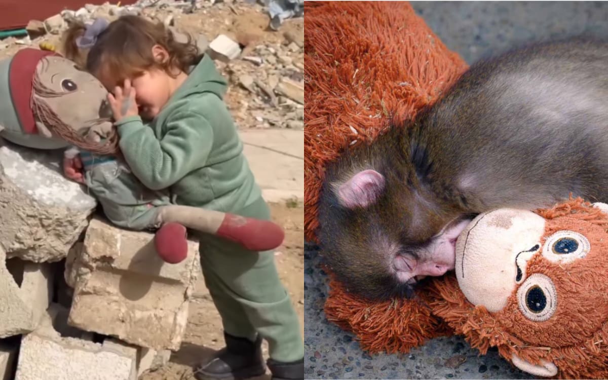 El caso de Punch es un ejemplo de intervención humana en ese proceso. Foto: Zoo de Ichikawa, Tiktok alwahdanewsuae