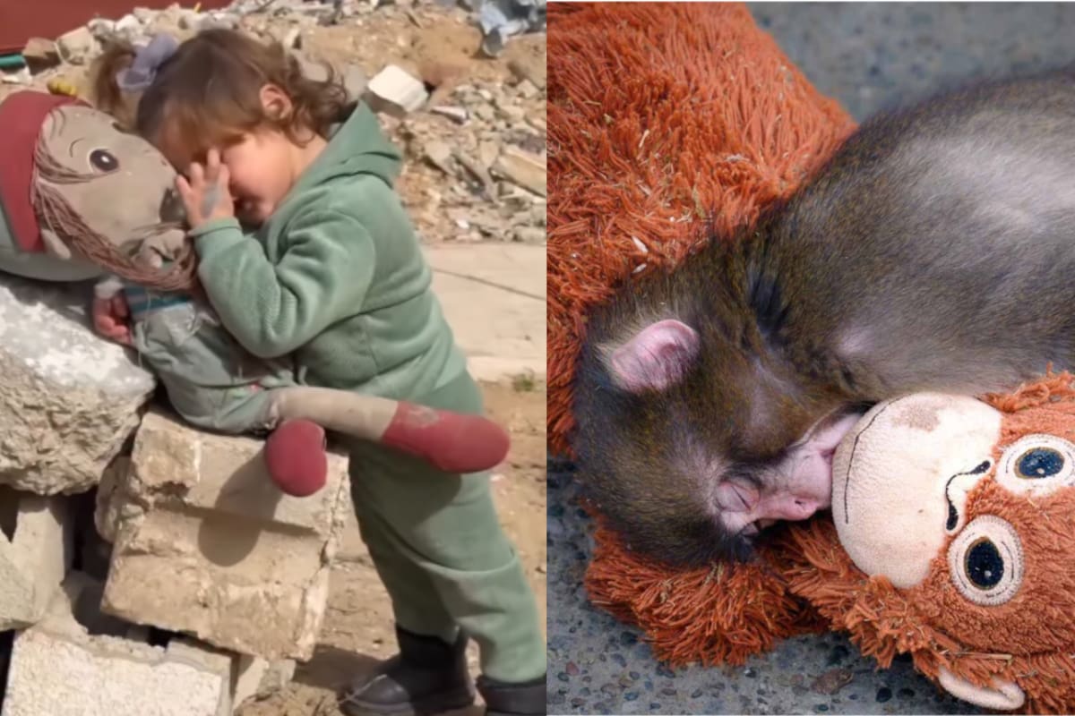 ¿Más compasión por el mono “Punch” que por los niños que sufren en Gaza? El polémico mensaje de la Embajada de Cuba que acusó al mundo de “empatía selectiva”