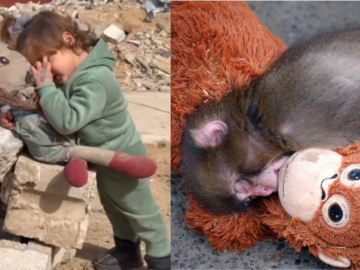 ¿Más compasión por el mono “Punch” que por los niños que sufren en Gaza? El polémico mensaje de la Embajada de Cuba que acusó al mundo de “empatía selectiva”