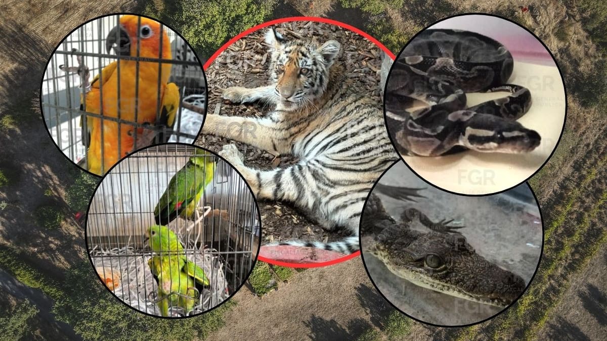 Aseguramiento de tigre de bengala y otras cinco especies silvestres en cateo de la FGR en Zapopan, Jalisco