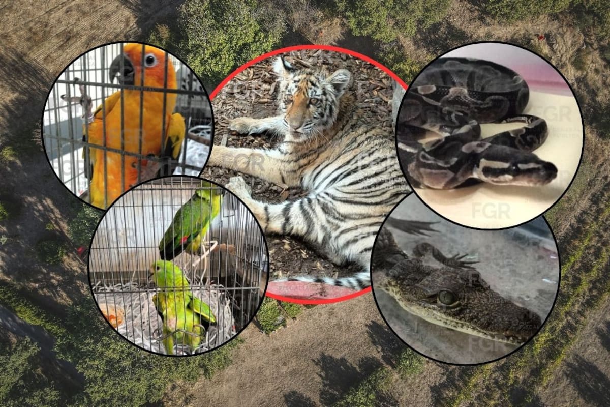 Aseguramiento de tigre de bengala y otras cinco especies silvestres en cateo de la FGR en Zapopan, Jalisco