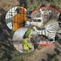 Aseguramiento de tigre de bengala y otras cinco especies silvestres en cateo de la FGR en Zapopan, Jalisco