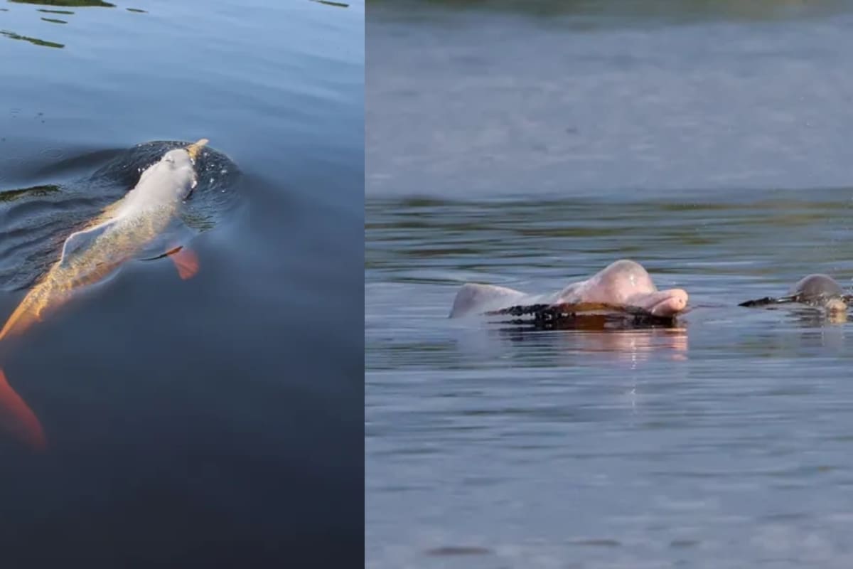 Existe el delfín rosa y habita en el Amazonas: 4 curiosidades, según National Geographic