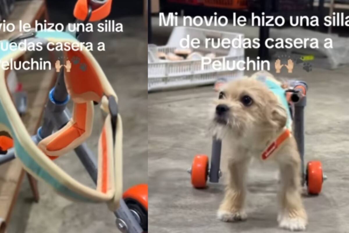 Joven comparte cómo su novio diseñó una silla de ruedas especial para que su perrito pudiera caminar