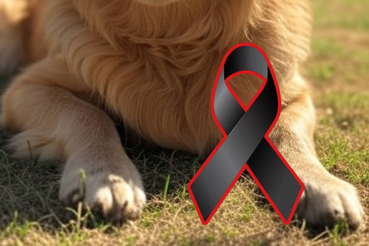 Denuncian muerte de perrito por golpe de calor durante detención vial en Jalisco